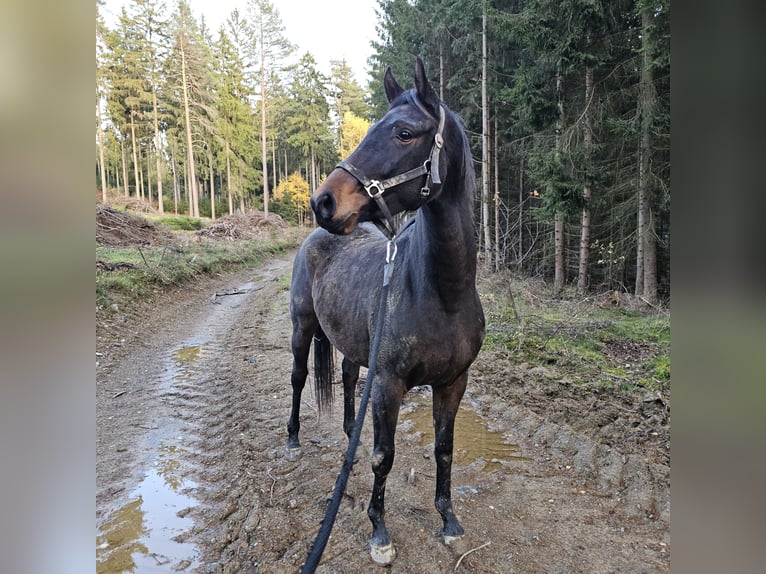 Koń hanowerski Klacz 2 lat 158 cm Gniada in Oelsnitz
