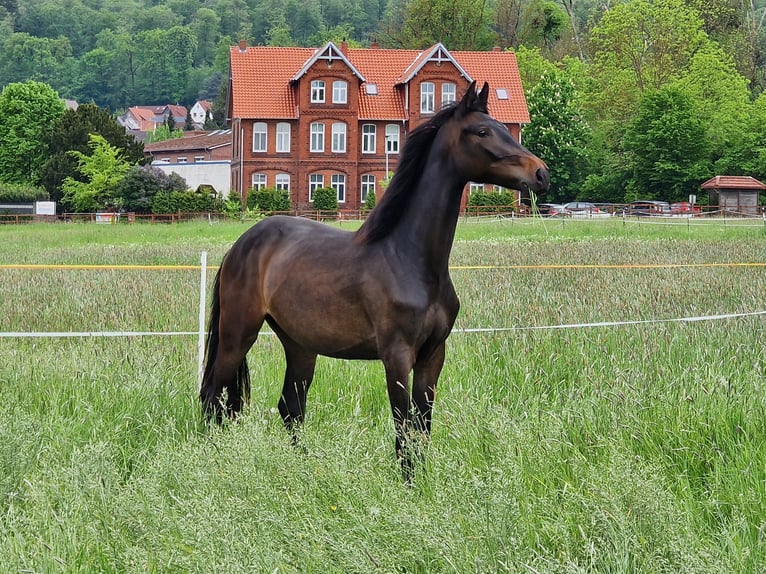 Koń hanowerski Klacz 2 lat 158 cm Skarogniada in Bad Münder am Deister
