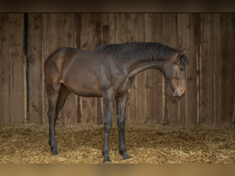 Koń hanowerski Klacz 2 lat 160 cm Ciemnogniada in Wessobrunn