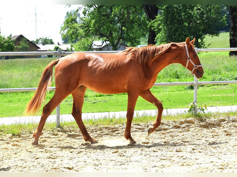 Koń hanowerski Klacz 2 lat 160 cm Kasztanowata in Isny im Allgäu