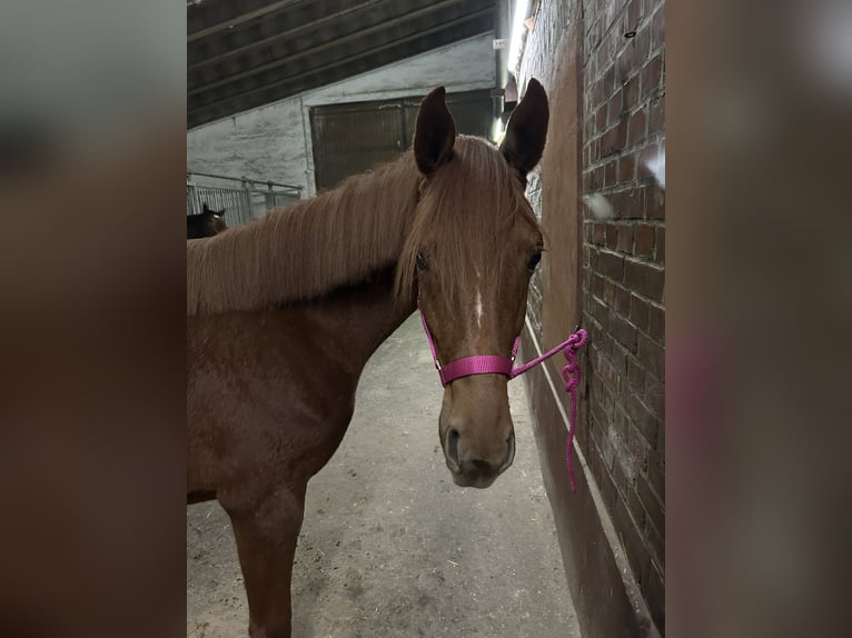 Koń hanowerski Klacz 2 lat 160 cm Kasztanowata in Emmerthal
