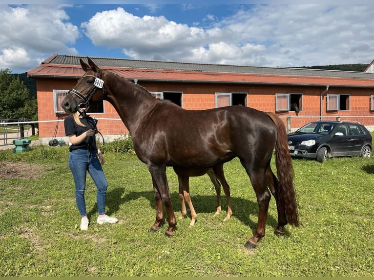 Koń hanowerski Klacz 2 lat 160 cm Kasztanowata in Emmerthal