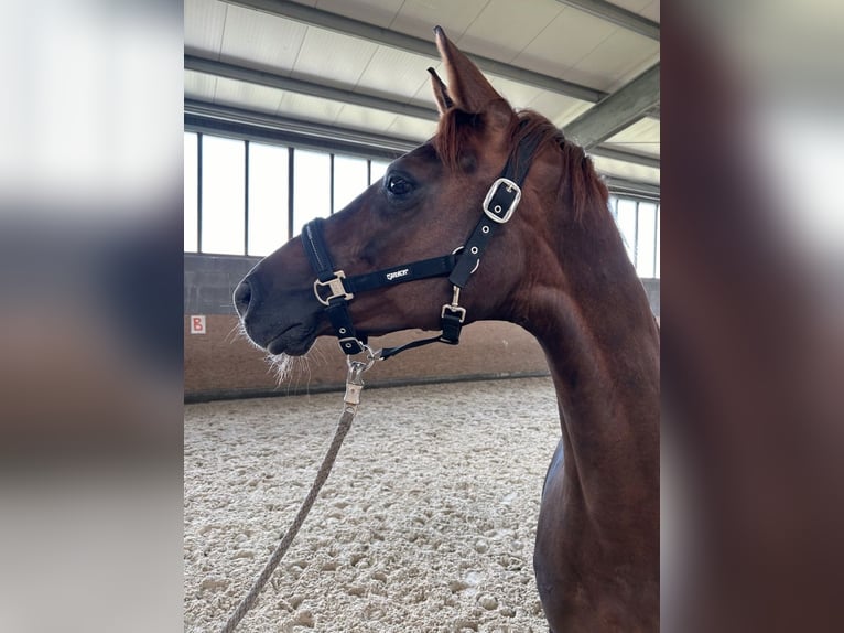 Koń hanowerski Klacz 2 lat 160 cm Kasztanowata in Emmerthal