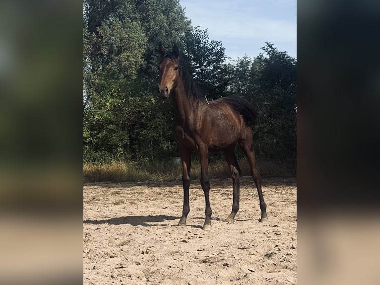 Koń hanowerski Klacz 2 lat 161 cm Ciemnogniada in Jülich