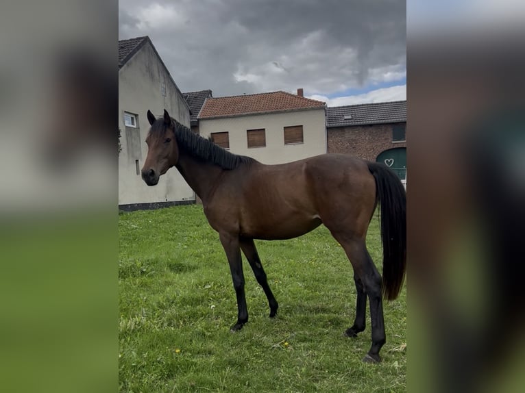Koń hanowerski Klacz 2 lat 161 cm Ciemnogniada in Jülich