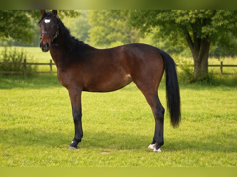 Koń hanowerski Klacz 2 lat 164 cm Gniada in Moringen