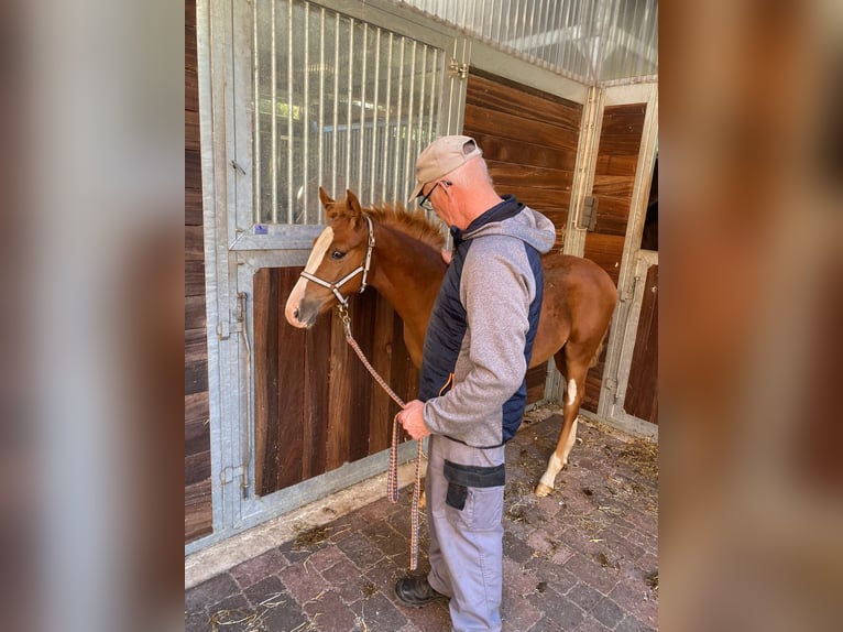 Koń hanowerski Klacz 2 lat 164 cm Kasztanowata in Siegen