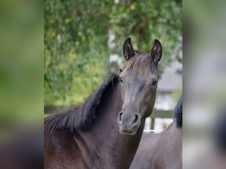 Koń hanowerski Klacz 2 lat 164 cm Skarogniada in Eiterfeld