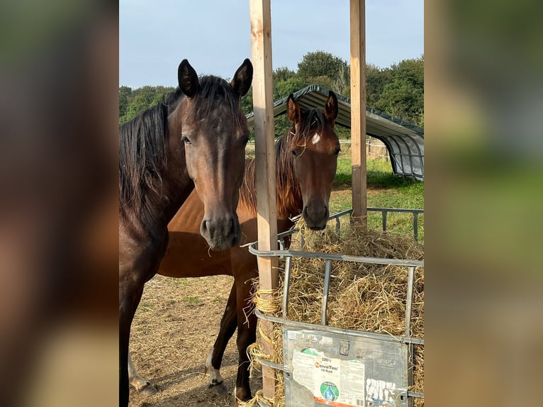 Koń hanowerski Klacz 2 lat 165 cm Gniada in Rommerskirchen