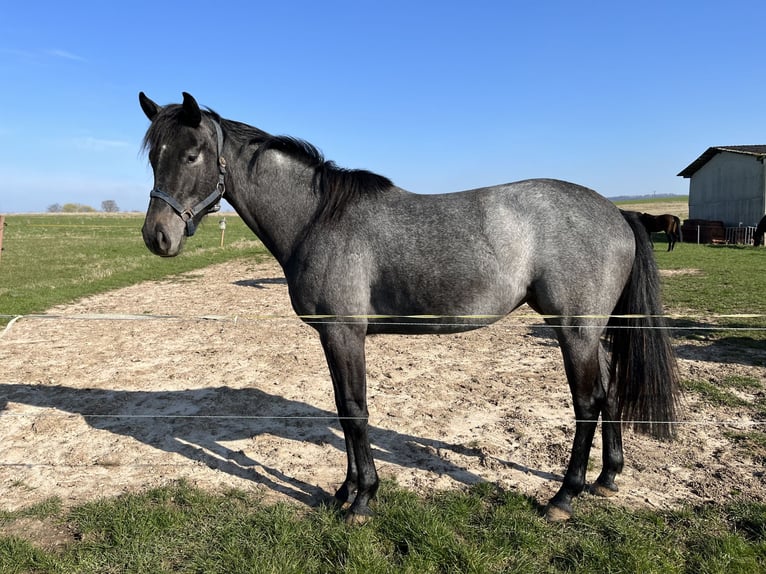 Koń hanowerski Klacz 2 lat 165 cm Siwa in Niederorschel