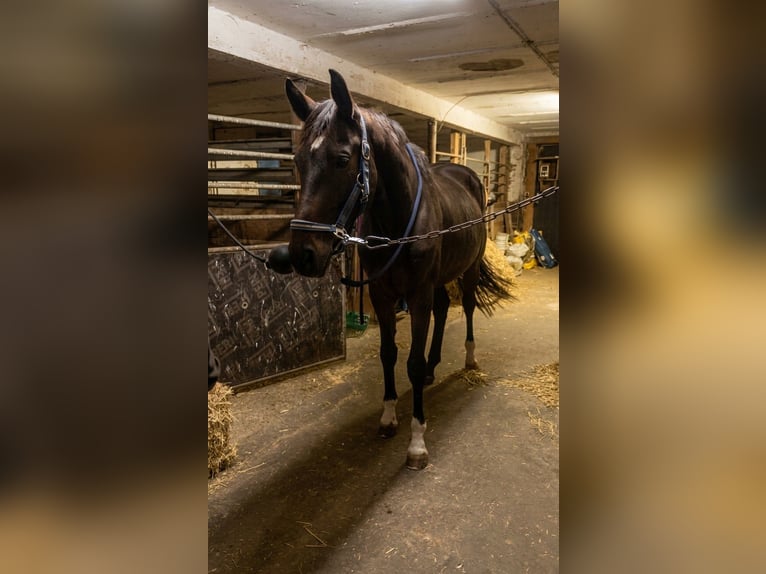 Koń hanowerski Klacz 2 lat 167 cm Ciemnogniada in Illertissen