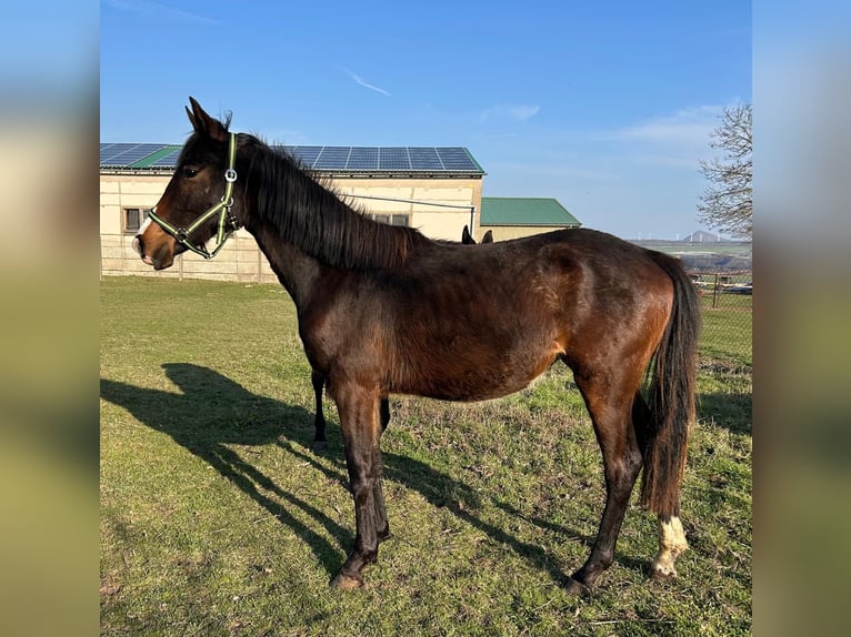 Koń hanowerski Klacz 2 lat 167 cm Gniada in Mansfeld