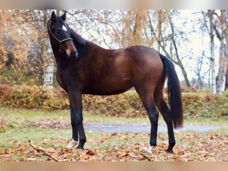Koń hanowerski Klacz 2 lat 170 cm Ciemnogniada in Wahlsburg