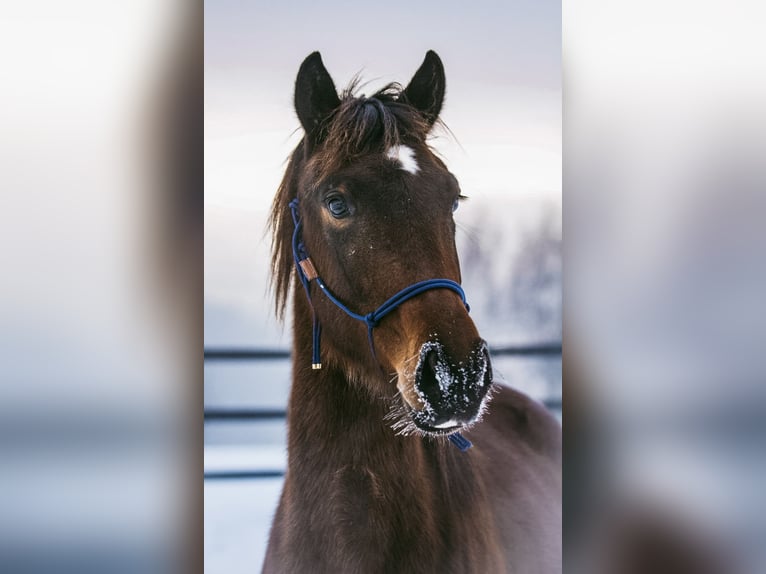 Koń hanowerski Klacz 2 lat 170 cm Gniada in Spytkowice