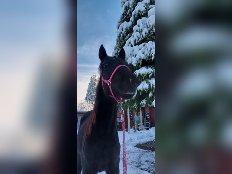 Koń hanowerski Klacz 2 lat 170 cm Kara in Hamburg Marmstorf