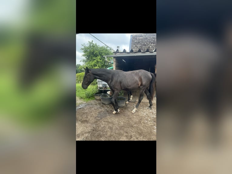 Koń hanowerski Klacz 2 lat 170 cm Kara in Heeslingen