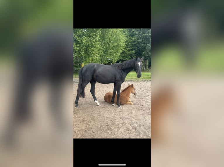 Koń hanowerski Klacz 2 lat 170 cm Kara in Heeslingen