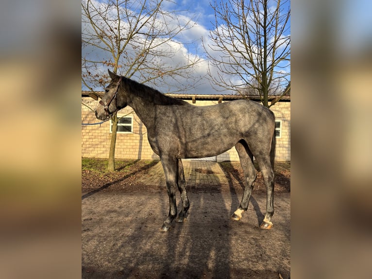 Koń hanowerski Klacz 2 lat 170 cm Siwa jabłkowita in Wagenfeld