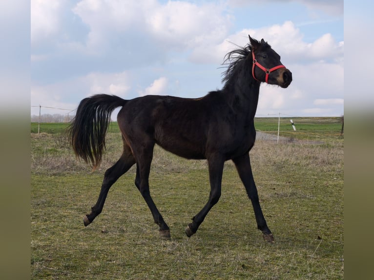 Koń hanowerski Klacz 2 lat 170 cm Skarogniada in Mansfeld