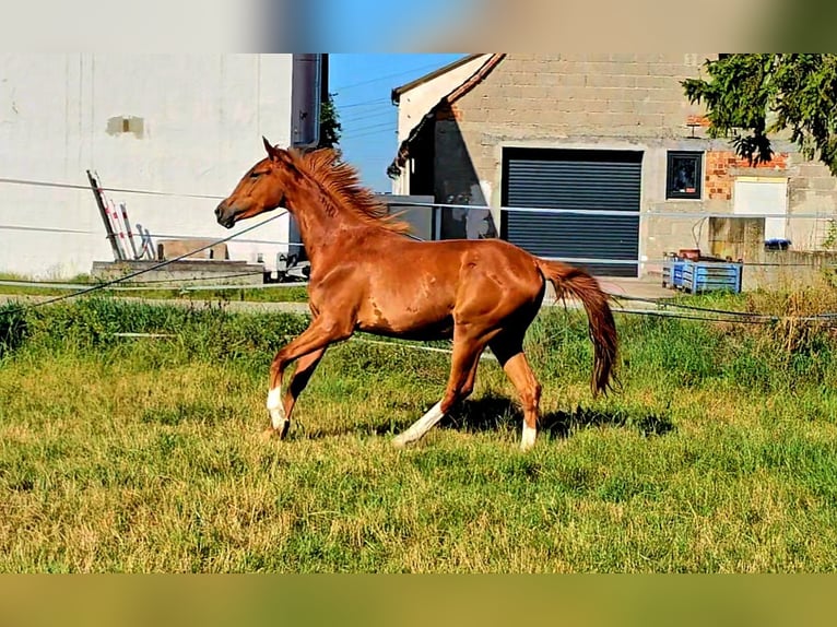 Koń hanowerski Klacz 2 lat 172 cm Kasztanowata in Langenau