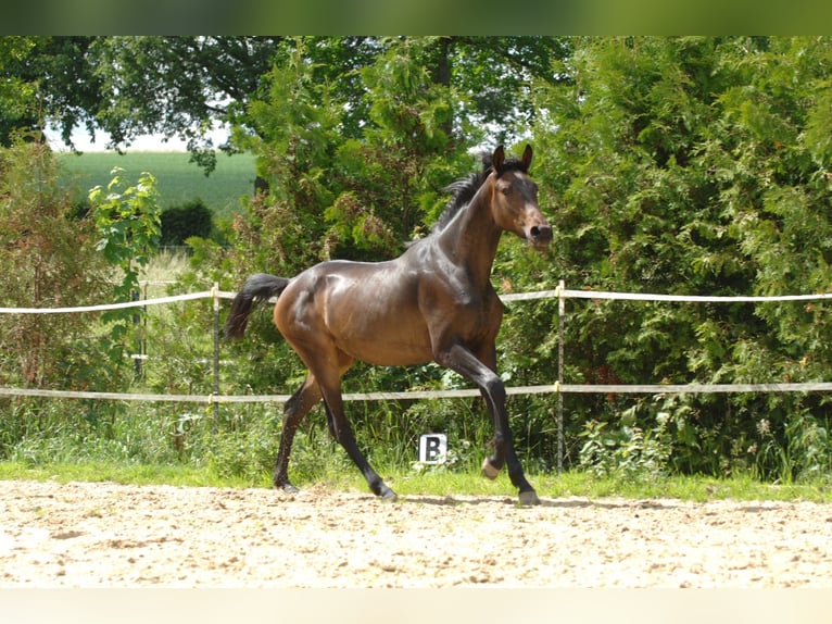 Koń hanowerski Klacz 2 lat 175 cm Ciemnogniada in Hannover