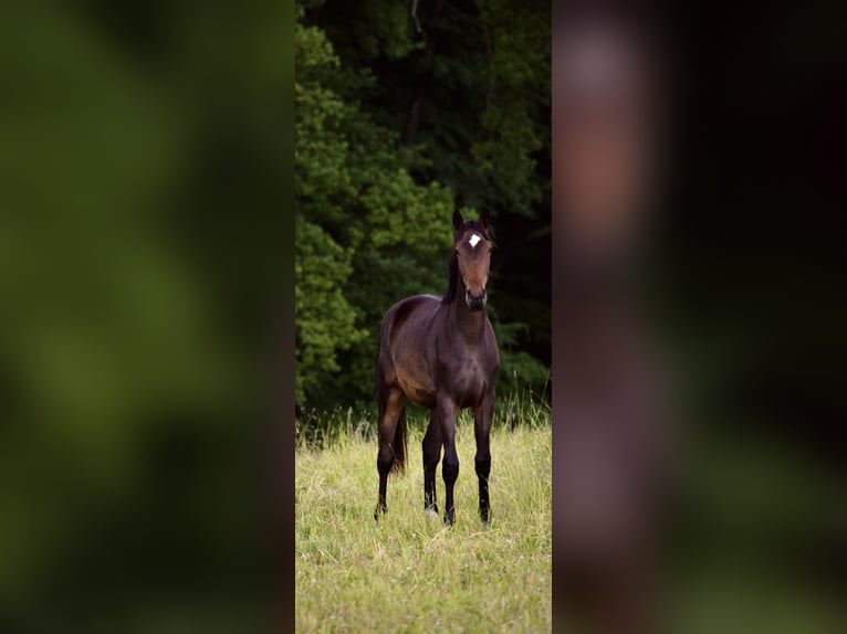 Koń hanowerski Klacz 2 lat 175 cm Ciemnogniada in Lautertal
