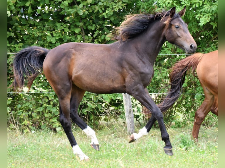 Koń hanowerski Klacz 2 lat Gniada in Strausberg