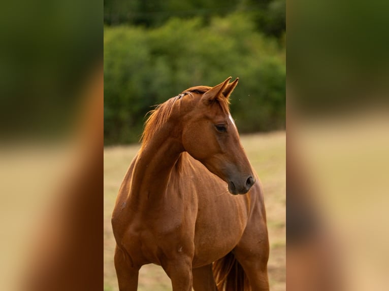 Koń hanowerski Klacz 2 lat Kasztanowata in Villmar
