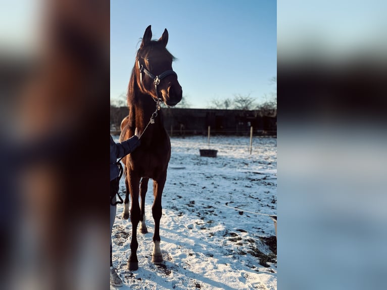 Koń hanowerski Klacz 2 lat in Moers