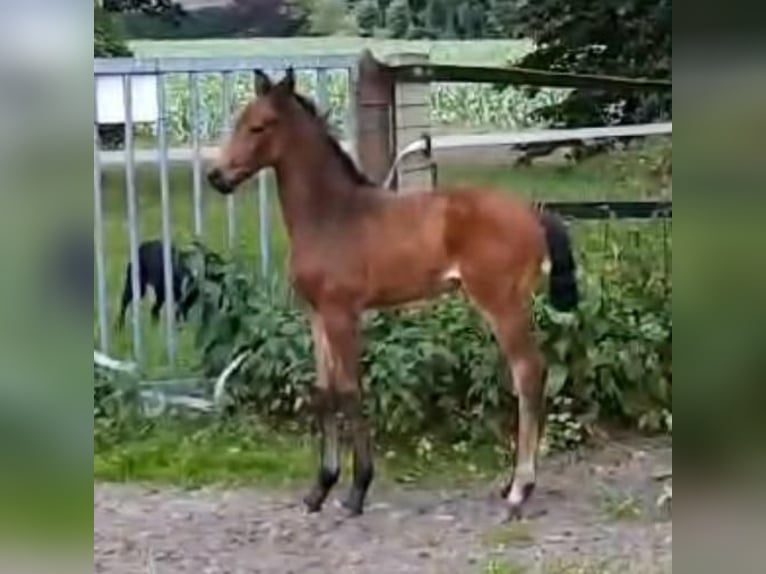Koń hanowerski Klacz 2 lat in Wetschen