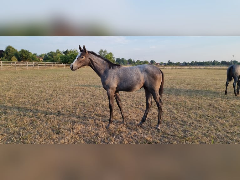 Koń hanowerski Klacz 2 lat Siwa in Bothel