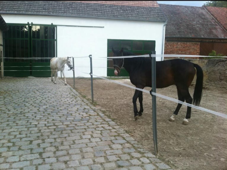 Koń hanowerski Klacz 32 lat 160 cm Siwa w hreczce in Mönchhof