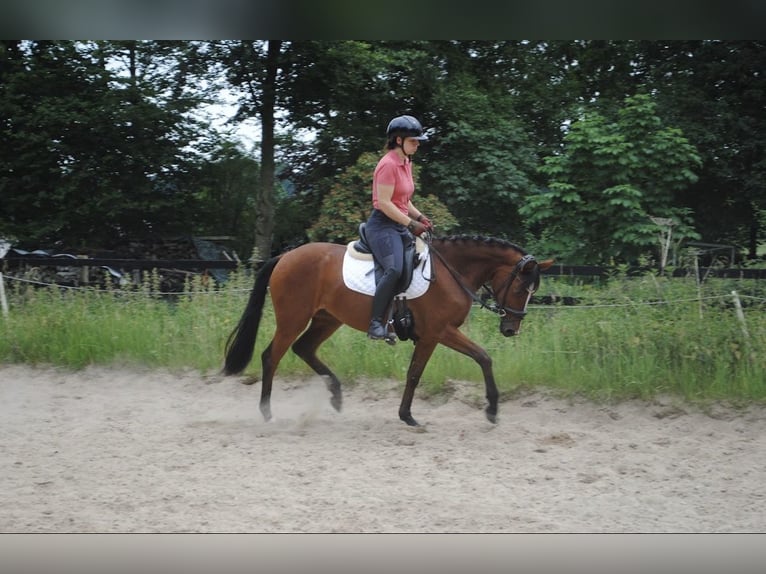 Koń hanowerski Klacz 3 lat 150 cm Gniada in Simmerath