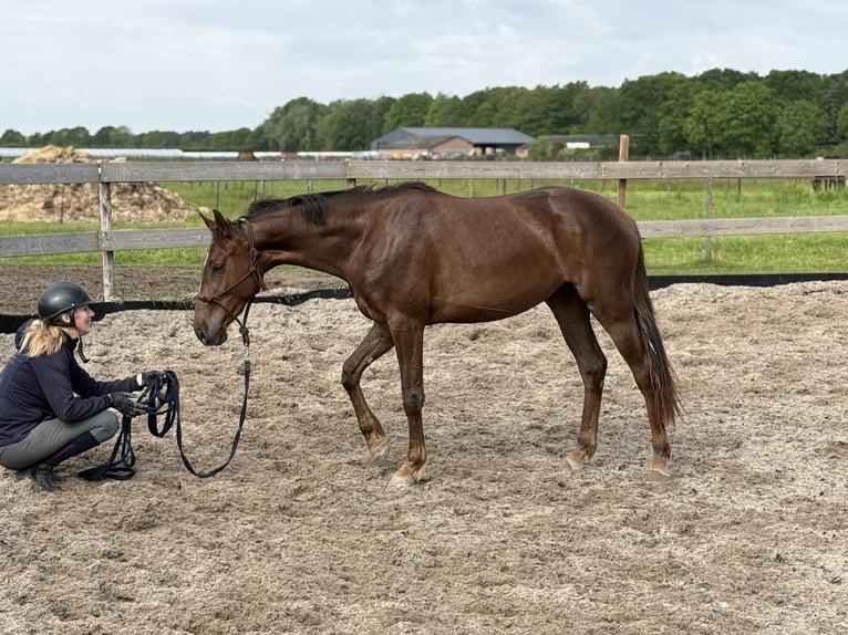 Koń hanowerski Klacz 3 lat 157 cm Kasztanowata in Stiphout