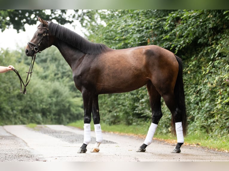 Koń hanowerski Klacz 3 lat 160 cm Ciemnogniada in Grebin