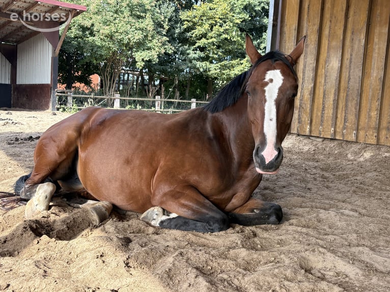 Koń hanowerski Klacz 3 lat 160 cm Gniada in Bremerhaven
