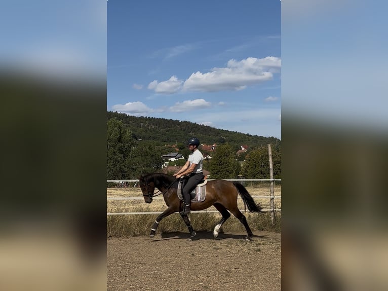 Koń hanowerski Klacz 3 lat 160 cm Gniada in Pilisborosjenő