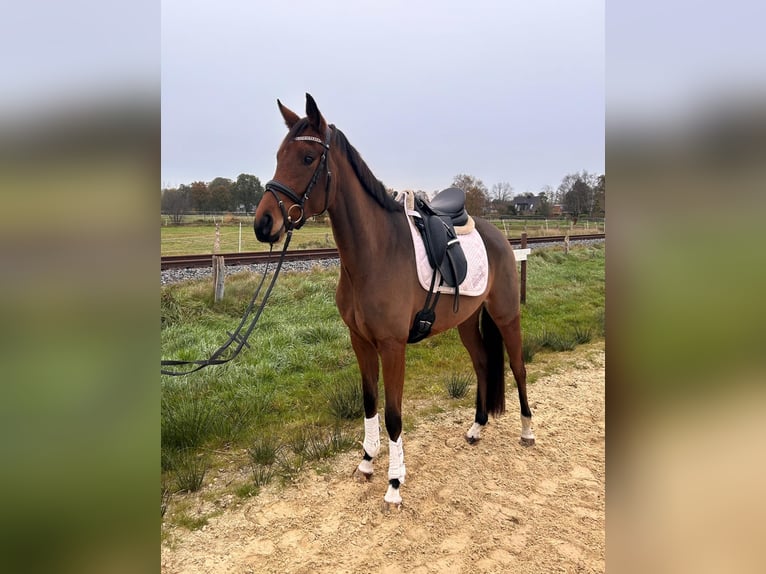 Koń hanowerski Klacz 3 lat 160 cm Gniada in Worpswede