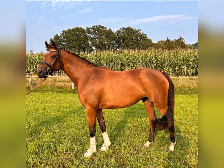 Koń hanowerski Klacz 3 lat 160 cm Gniada in Worpswede