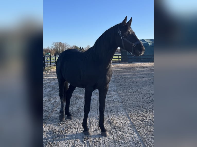 Koń hanowerski Klacz 3 lat 160 cm Siwa jabłkowita in Ostrhauderfehn