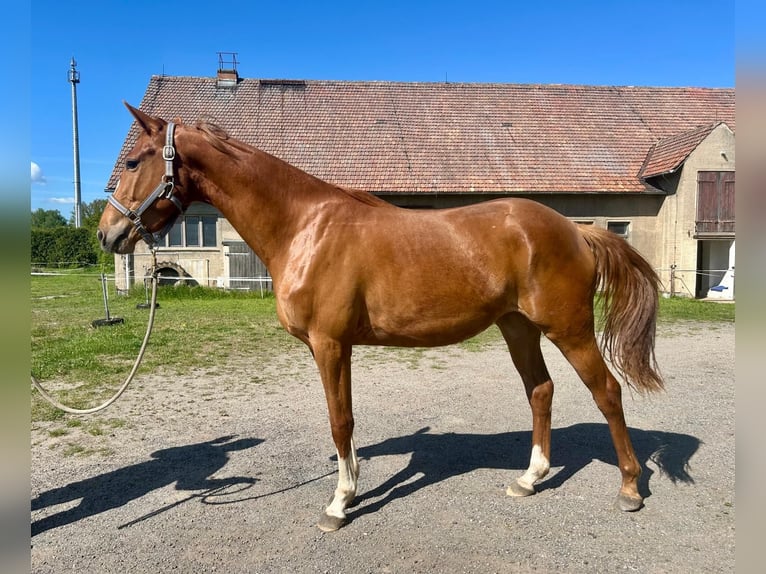 Koń hanowerski Klacz 3 lat 161 cm Kasztanowata in Kubsch&#xFC;tz