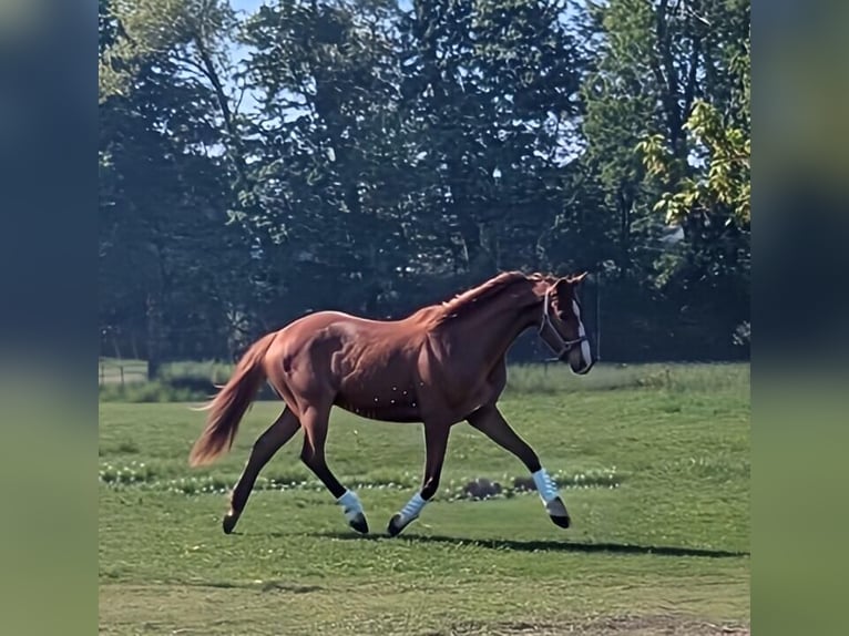Koń hanowerski Klacz 3 lat 161 cm Kasztanowata in Kubsch&#xFC;tz