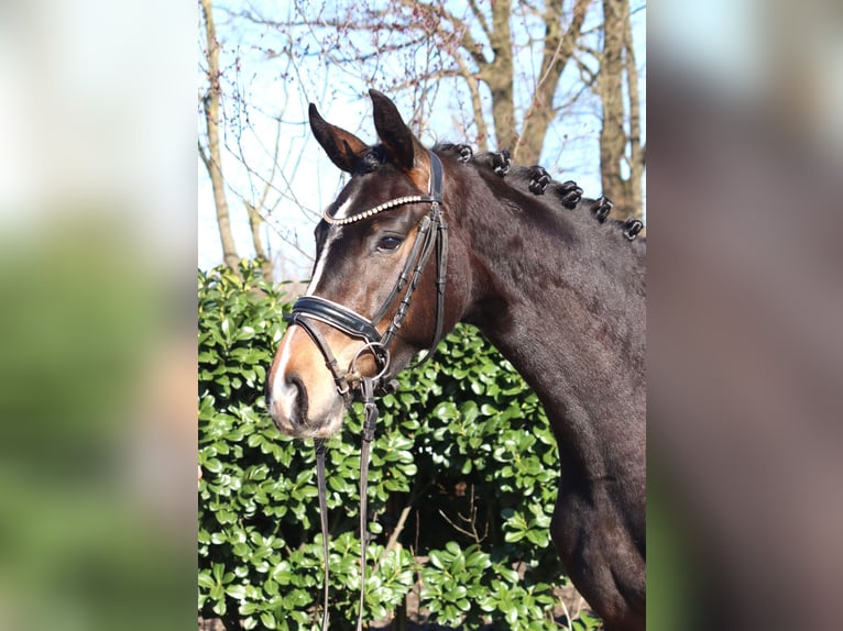 Koń hanowerski Klacz 3 lat 162 cm Ciemnogniada in Selsingen