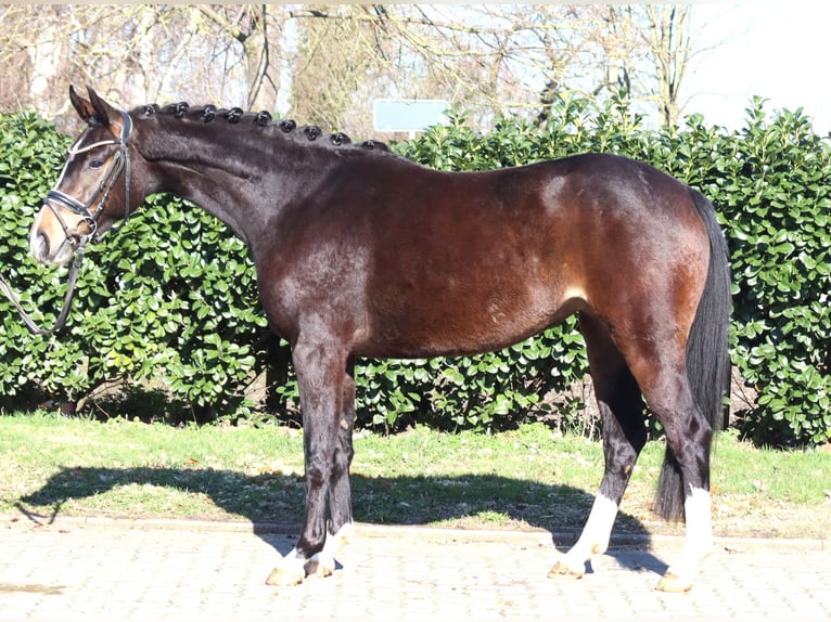 Koń hanowerski Klacz 3 lat 162 cm Ciemnogniada in Selsingen