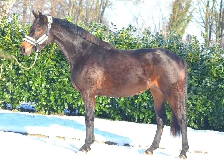 Koń hanowerski Klacz 3 lat 162 cm Ciemnogniada in Selsingen