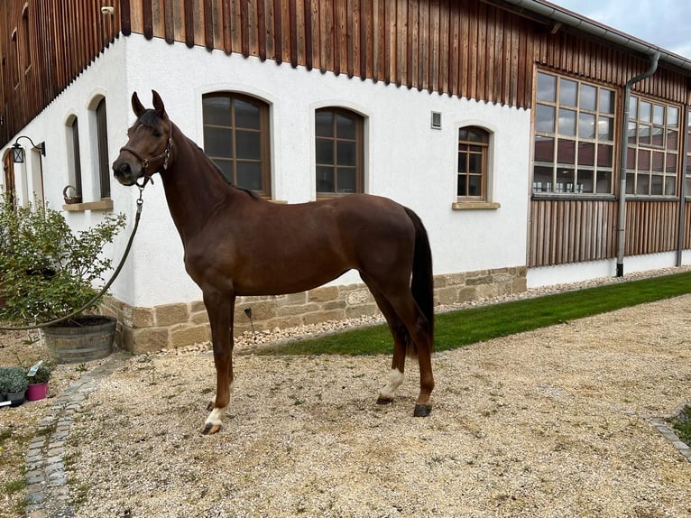 Koń hanowerski Klacz 3 lat 162 cm Ciemnokasztanowata in Bissingen an der Teck