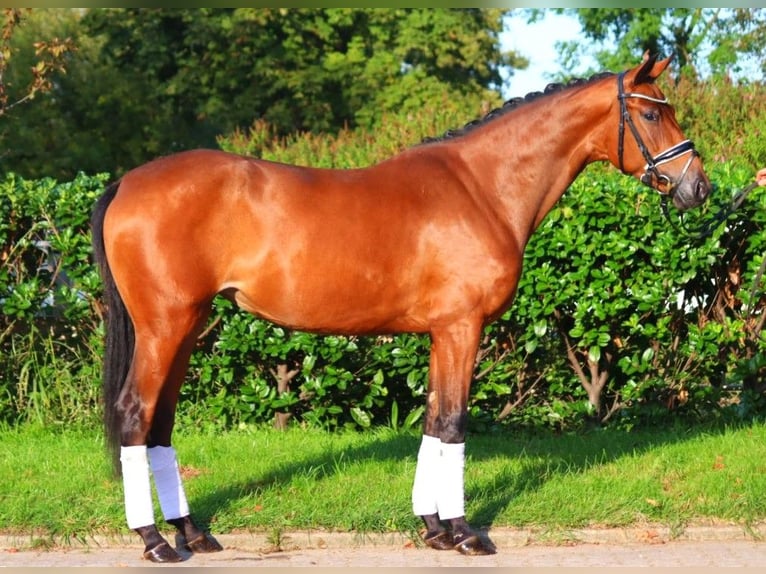 Koń hanowerski Klacz 3 lat 162 cm Gniada in Selsingen