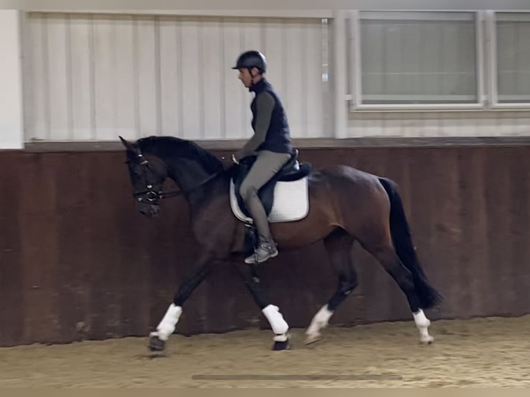 Koń hanowerski Klacz 3 lat 162 cm Gniada in Wilen-Wollerau