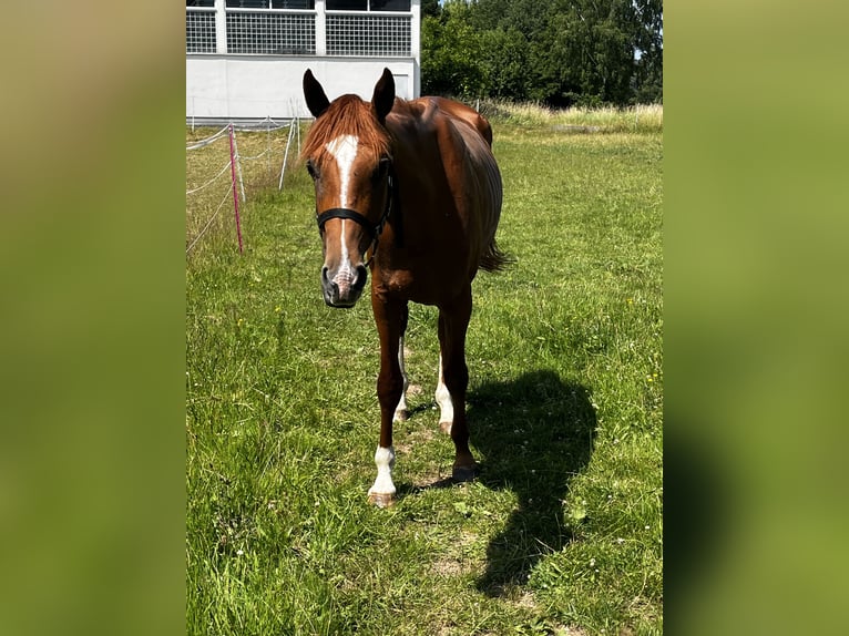 Koń hanowerski Klacz 3 lat 162 cm Kasztanowata in Schwalmstadt