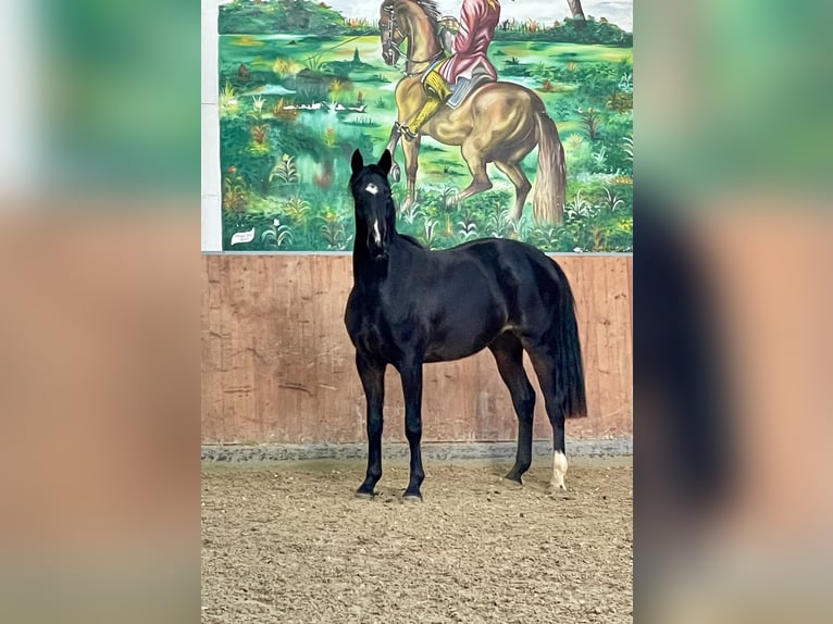 Koń hanowerski Klacz 3 lat 163 cm Ciemnogniada in Rees